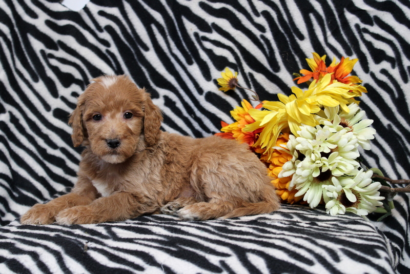 puppy, for, sale, Mini Goldendoodle F2B, Matthew B. Stoltzfus, dog, breeder, Gap, PA, dog-breeder, puppy-for-sale, forsale, nearby, find, puppyfind, locator, puppylocator, aca